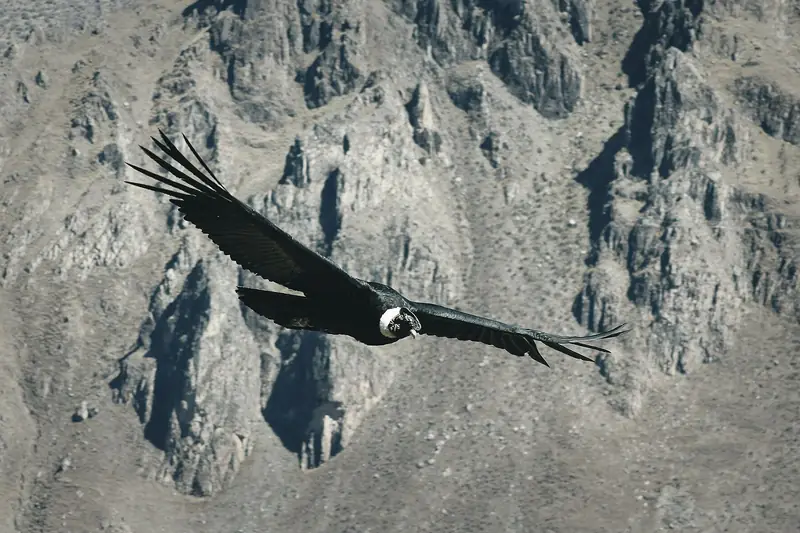 Cóndor andino sobrevolando el Cañón del Colca